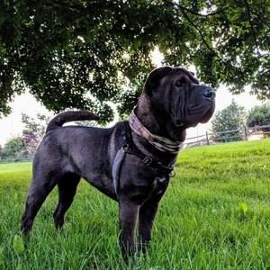 Meet your Posher, Dave